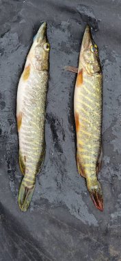 Genç bir turna balığı (Esox lucius), küçük ve ince, özellikli uzun gövdesi ve yeşil-kahverengi kenarları boyunca açık renkli işaretleri olan, genellikle göller ve nehirler gibi tatlı su habitatlarında bulunur..