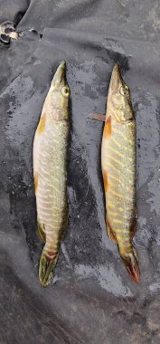 Genç bir turna balığı (Esox lucius), küçük ve ince, özellikli uzun gövdesi ve yeşil-kahverengi kenarları boyunca açık renkli işaretleri olan, genellikle göller ve nehirler gibi tatlı su habitatlarında bulunur..