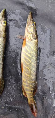 Genç bir turna balığı (Esox lucius), küçük ve ince, özellikli uzun gövdesi ve yeşil-kahverengi kenarları boyunca açık renkli işaretleri olan, genellikle göller ve nehirler gibi tatlı su habitatlarında bulunur..