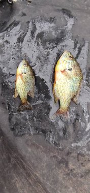 lepomis gibbosus balkabağı tohumu güneş balığı balığı örneği