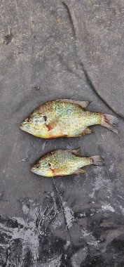 lepomis gibbosus balkabağı tohumu güneş balığı balığı örneği