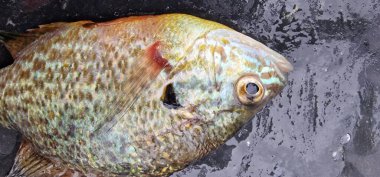 lepomis gibbosus balkabağı tohumu güneş balığı balığı örneği