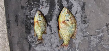 lepomis gibbosus balkabağı tohumu güneş balığı balığı örneği