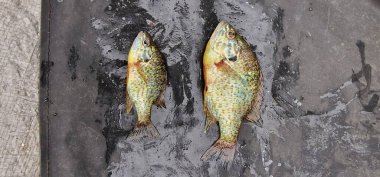 lepomis gibbosus balkabağı tohumu güneş balığı balığı örneği