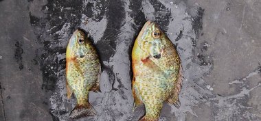 lepomis gibbosus balkabağı tohumu güneş balığı balığı örneği