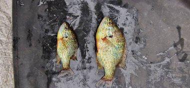 lepomis gibbosus balkabağı tohumu güneş balığı balığı örneği