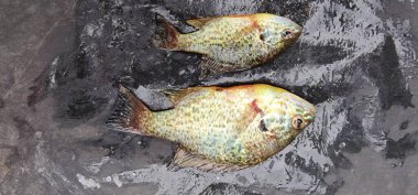 lepomis gibbosus balkabağı tohumu güneş balığı balığı örneği