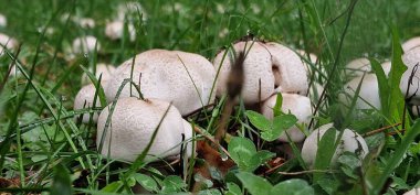 Vahşi yetişen şampiyonlar (Agaricus türleri) ormanlarda, çayırlarda ve otlaklarda doğal olarak bulunan yenilebilir mantarlardır. Topraktan ya da çürüyen organik maddeden büyürler ve yiyecek için toplanırlar. Vahşi şampiyonlar genellikle aromatiktir, beyazdan kahverengiye