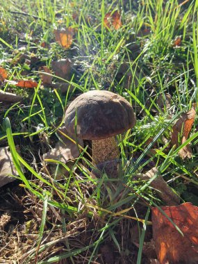 Güneşli bir günde çimlerde bir cıvata