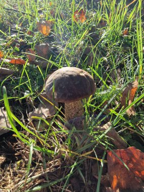 Güneşli bir günde çimlerde bir cıvata