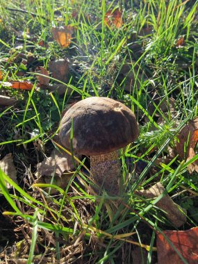 Güneşli bir günde çimlerde bir cıvata