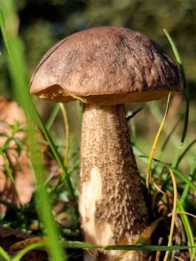 Güneşli bir günde çimlerde bir cıvata