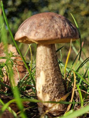 Güneşli bir günde çimlerde bir cıvata