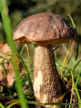 Güneşli bir günde çimlerde bir cıvata