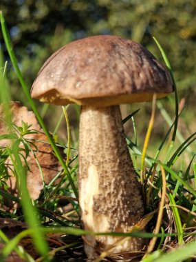 Güneşli bir günde çimlerde bir cıvata