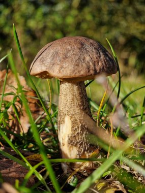 Güneşli bir günde çimlerde bir cıvata