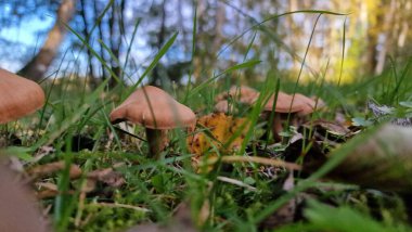 Çayırdaki mantarlara yakından bakın.