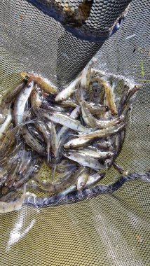 Islahevinden genç pikelevrek sander lucioperca 'yı okşarken