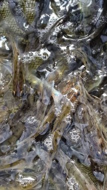 Islahevinden genç pikelevrek sander lucioperca 'yı okşarken