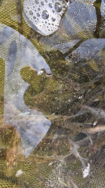 Islahevinden genç pikelevrek sander lucioperca 'yı okşarken