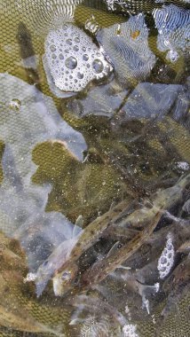 Islahevinden genç pikelevrek sander lucioperca 'yı okşarken