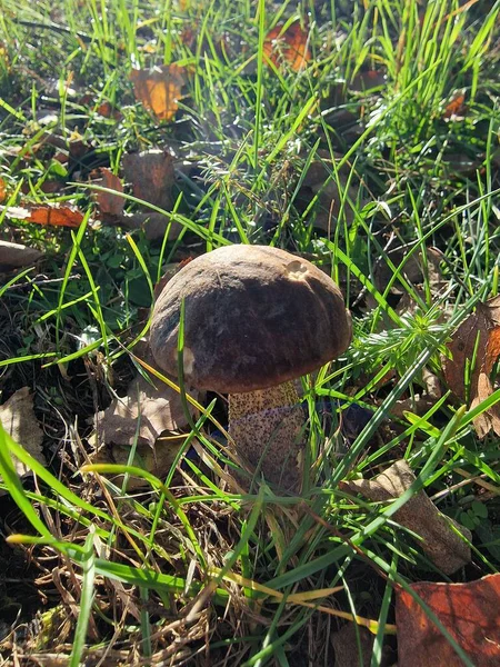 Güneşli bir günde çimlerde bir cıvata