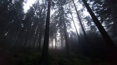 Yumuşak sis ve sis kozalaklı bir ormanda sürükleniyor, uzun yeşil ağaçların ana hatlarını bulanıklaştırıyor ve sessiz, atmosferik bir orman manzarası yaratıyor..