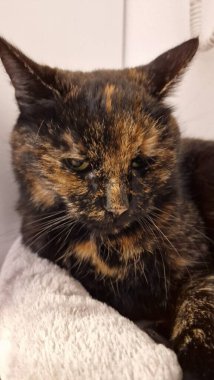 Zencefilli siyah kedi