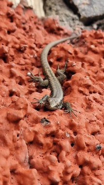 Madeiran duvar kertenkelesi (Teira dugesii), kedigiller (Madeira) familyasından bir sürüngen türü. Genellikle taş duvarlarda, kayalarda ve kentsel alanlarda bulunur. Yüksek oranda adapte edilebilir ve güneşlenirken görülür.