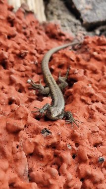 Madeiran duvar kertenkelesi (Teira dugesii), kedigiller (Madeira) familyasından bir sürüngen türü. Genellikle taş duvarlar, kayalar ve kentsel alanlarda bulunur ve güneş ışığında güneşlendiği görülür. Tür değişken renk ve çeviklik gösterir.