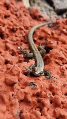 Madeiran duvar kertenkelesi (Teira dugesii), kedigiller (Madeira) familyasından bir sürüngen türü. Genellikle taş duvarlar, kayalar ve kentsel alanlarda bulunur ve güneş ışığında güneşlendiği görülür. Tür değişken renk ve çeviklik gösterir.