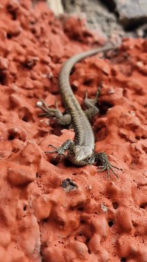 Madeiran duvar kertenkelesi (Teira dugesii), kedigiller (Madeira) familyasından bir sürüngen türü. Genellikle taş duvarlar, kayalar ve kentsel alanlarda bulunur ve güneş ışığında güneşlendiği görülür. Tür değişken renk ve çeviklik gösterir.