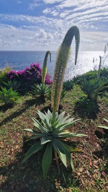 Agave attenuata, Aslan kuyruğu ördekgiller (Agave attenuata) familyasından Asparagaceae familyasından bir bitki türü. madeira 'da