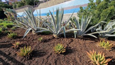 Agave Fourcroydes, Yucatn Yarımadası 'nda (Meksika) yetişen ve geleneksel Henequen lifinin geleneksel kaynağı olarak bilinen büyük ve dayanıklı bir agave türüdür. Bitki uzun, sert, kılıç şeklindeki keskin marjinal yapraklardan oluşan büyük bir roset oluşturuyor.
