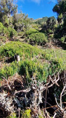 Fanal Ormanı, Madeira 'daki Seixal ve Ribeira da Janela dağları arasında yer alan geniş, antik bir ormandır. Atmosferik defne ağaçları, yosun kaplı gövdeleri ve puslu manzaralarıyla tanınan orman, sakin yürüyüşler ve derin bir bağ sunuyor.