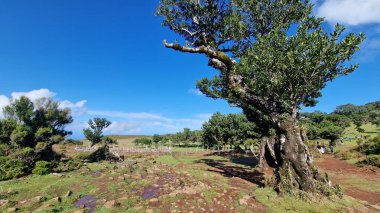 Fanal Ormanı, Madeira 'daki Seixal ve Ribeira da Janela dağları arasında yer alan geniş, antik bir ormandır. Atmosferik defne ağaçları, yosun kaplı gövdeleri ve puslu manzaralarıyla tanınan orman, sakin yürüyüşler ve derin bir bağ sunuyor.