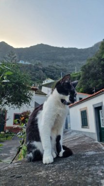 Madeira dağ köyündeki siyah beyaz kedi