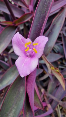 Tradescantia pallida is a species of spiderwort native to the Gulf Coast region of eastern Mexico. It is a perennial herbaceous species with a trailing habit.