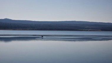 Martı, Milada Gölü 'ndeki buzun üzerinde eriyor.