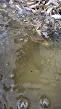 Genç pikelevrek stoklamak göller, göller ve nehirlerdeki popülasyonları iyileştirme veya geri getirme amaçlı yaygın olarak kullanılan bir yönetim uygulamasıdır. Başarı, kaynağa (havuz vs. RAS), sürümdeki boyut, zamanlama ve yaşam alanı uygunluğuna bağlıdır.