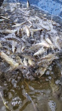 Genç pikelevrek stoklamak göller, göller ve nehirlerdeki popülasyonları iyileştirme veya geri getirme amaçlı yaygın olarak kullanılan bir yönetim uygulamasıdır. Başarı, kaynağa (havuz vs. RAS), sürümdeki boyut, zamanlama ve yaşam alanı uygunluğuna bağlıdır.,