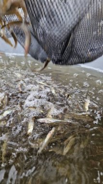 Genç pikelevrek stoklamak göller, göller ve nehirlerdeki popülasyonları iyileştirme veya geri getirme amaçlı yaygın olarak kullanılan bir yönetim uygulamasıdır. Başarı, kaynağa (havuz vs. RAS), sürümdeki boyut, zamanlama ve yaşam alanı uygunluğuna bağlıdır.,