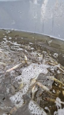 Genç pikelevrek stoklamak göller, göller ve nehirlerdeki popülasyonları iyileştirme veya geri getirme amaçlı yaygın olarak kullanılan bir yönetim uygulamasıdır. Başarı, kaynağa (havuz vs. RAS), sürümdeki boyut, zamanlama ve yaşam alanı uygunluğuna bağlıdır.,