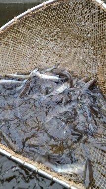 Genç pikelevrek stoklamak göller, göller ve nehirlerdeki popülasyonları iyileştirme veya geri getirme amaçlı yaygın olarak kullanılan bir yönetim uygulamasıdır. Başarı, kaynağa (havuz vs. RAS), sürümdeki boyut, zamanlama ve yaşam alanı uygunluğuna bağlıdır.,