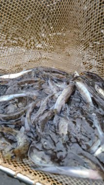 Genç pikelevrek stoklamak göller, göller ve nehirlerdeki popülasyonları iyileştirme veya geri getirme amaçlı yaygın olarak kullanılan bir yönetim uygulamasıdır. Başarı, kaynağa (havuz vs. RAS), salınımda boyut, zamanlama, yaşam alanı uygunluğu, av durumuna bağlıdır