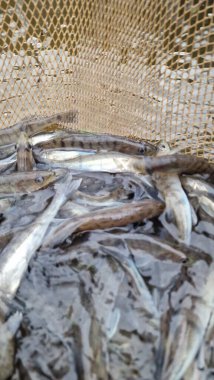 Genç pikelevrek stoklamak göller, göller ve nehirlerdeki popülasyonları iyileştirme veya geri getirme amaçlı yaygın olarak kullanılan bir yönetim uygulamasıdır. Başarı, kaynağa (havuz vs. RAS), salınımda boyut, zamanlama, yaşam alanı uygunluğu, av durumuna bağlıdır