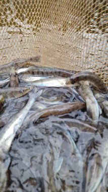 Genç pikelevrek stoklamak göller, göller ve nehirlerdeki popülasyonları iyileştirme veya geri getirme amaçlı yaygın olarak kullanılan bir yönetim uygulamasıdır. Başarı, kaynağa (havuz vs. RAS), salınımda boyut, zamanlama, yaşam alanı uygunluğu, av durumuna bağlıdır