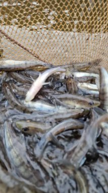 Genç pikelevrek stoklamak göller, göller ve nehirlerdeki popülasyonları iyileştirme veya geri getirme amaçlı yaygın olarak kullanılan bir yönetim uygulamasıdır. Başarı, kaynağa (havuz vs. RAS), salınımda boyut, zamanlama, yaşam alanı uygunluğu, av durumuna bağlıdır