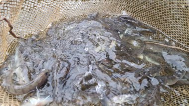 Genç pikelevrek stoklamak göller, göller ve nehirlerdeki popülasyonları iyileştirme veya geri getirme amaçlı yaygın olarak kullanılan bir yönetim uygulamasıdır. Başarı, kaynağa (havuz vs. RAS), salınımda boyut, zamanlama, yaşam alanı uygunluğu, av durumuna bağlıdır