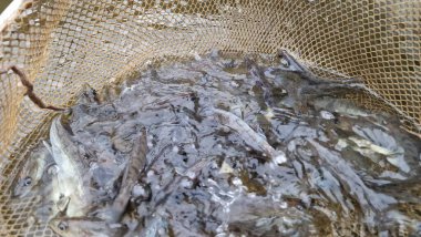 Genç pikelevrek stoklamak göller, göller ve nehirlerdeki popülasyonları iyileştirme veya geri getirme amaçlı yaygın olarak kullanılan bir yönetim uygulamasıdır. Başarı, kaynağa (havuz vs. RAS), salınımda boyut, zamanlama, yaşam alanı uygunluğu, av durumuna bağlıdır